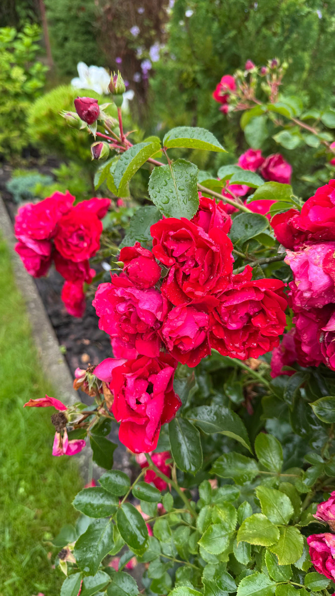 Роза «Колоссаль»