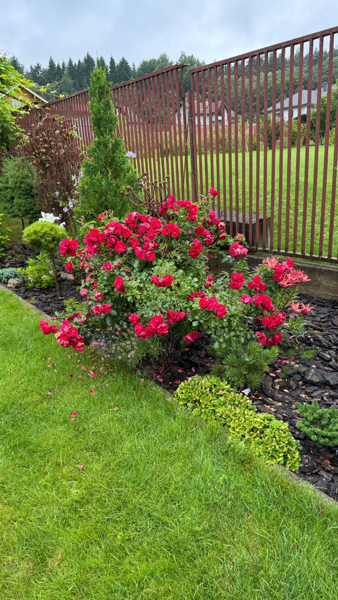 Роза «Колоссаль»