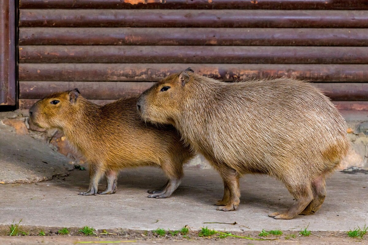   Московский зоопарк запустил онлайн-трансляции на английском языке