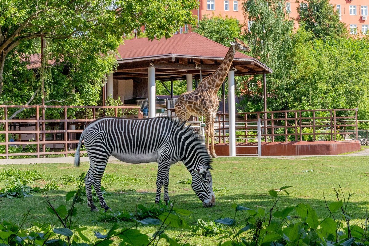    Московский зоопарк запустил онлайн-трансляции на английском языке