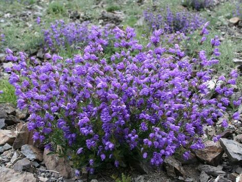Травы-приправы для мясных блюд на своём огороде.
