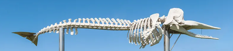 Скелет кашалота