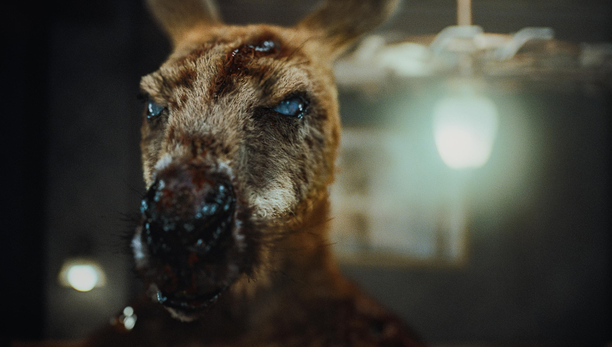 Рыжий кенгуру — хищник поневоле