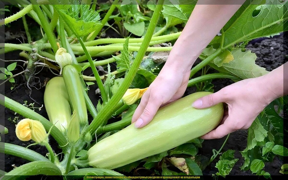 https://vk.com/photo-159774511_457272065