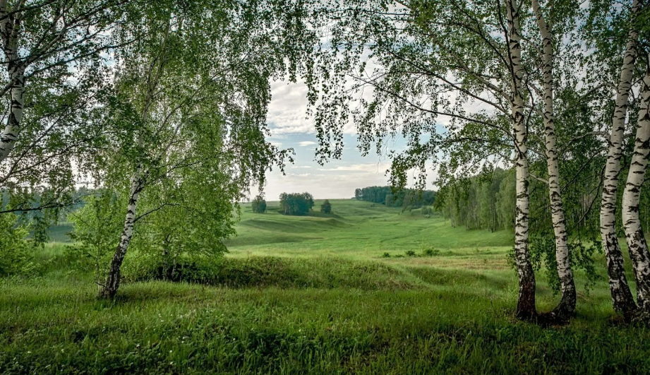 Яндекс картинки