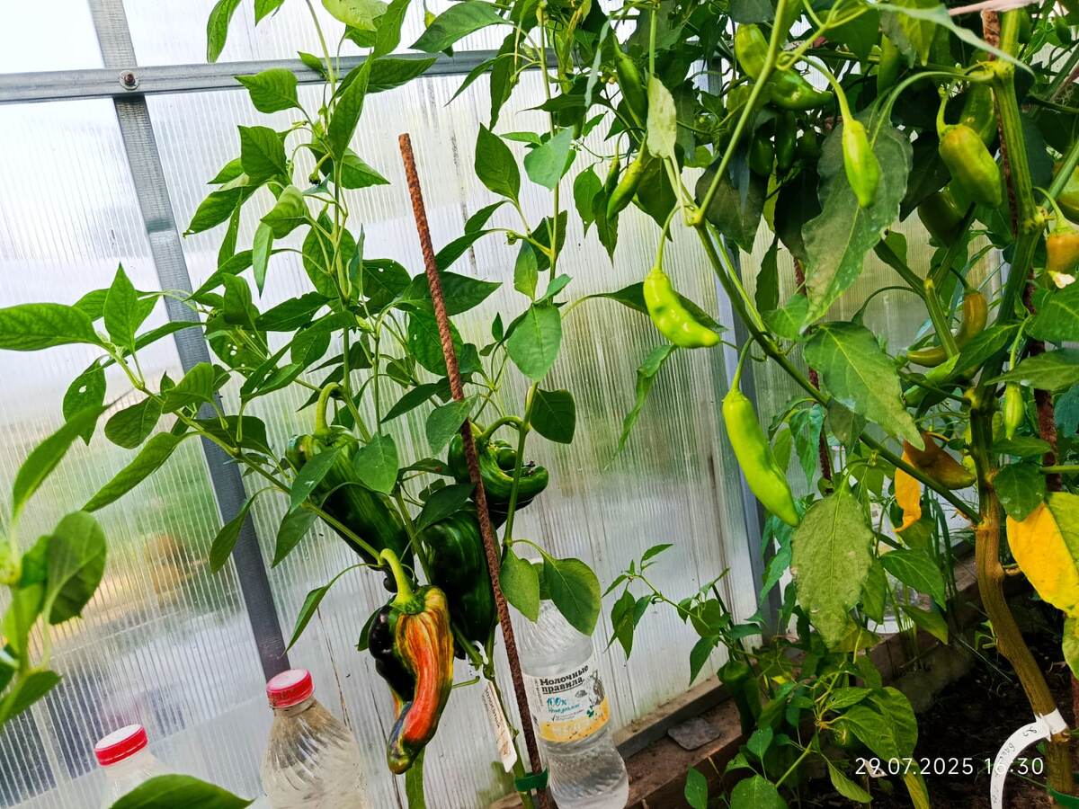 дата фото 29 июля