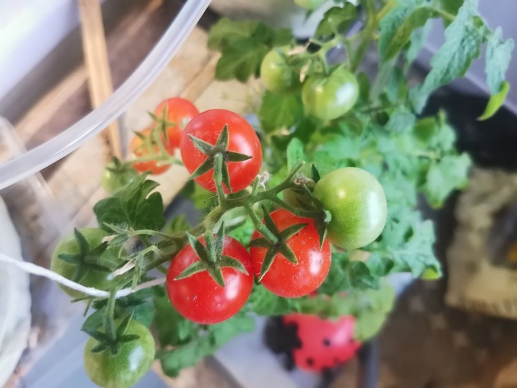    Фото: Лукьянов Дмитрий, AgroXXI.ru