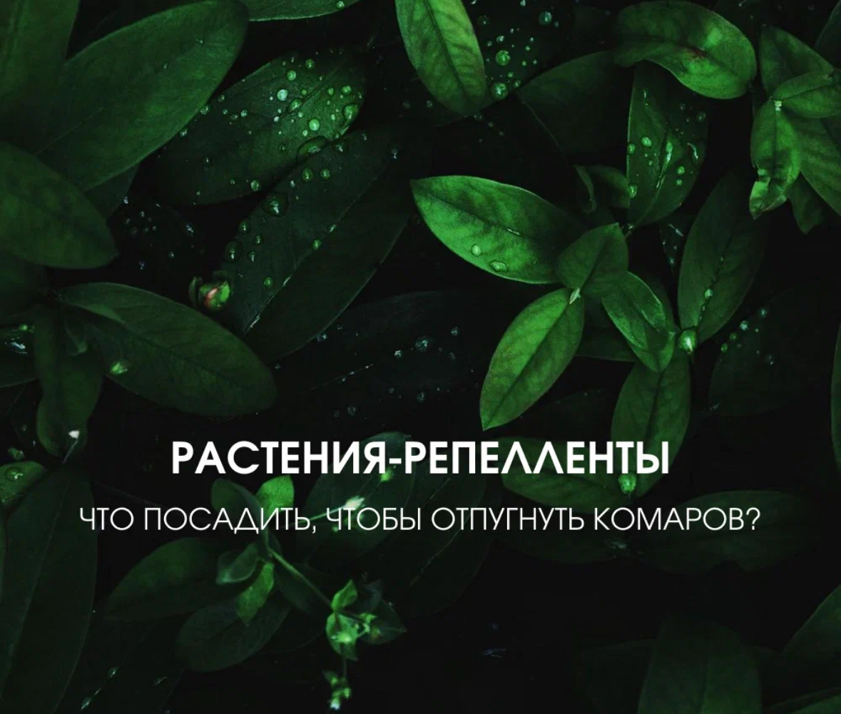 Какие растения посадить, что бы отпугнуть комаров?