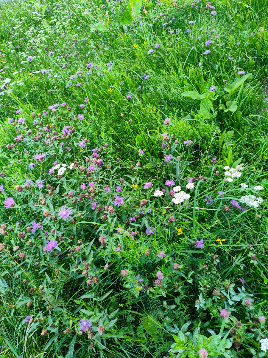 Фото автора. "Поле". (в реальности - кусок некошеной травы у автобусной остановки).