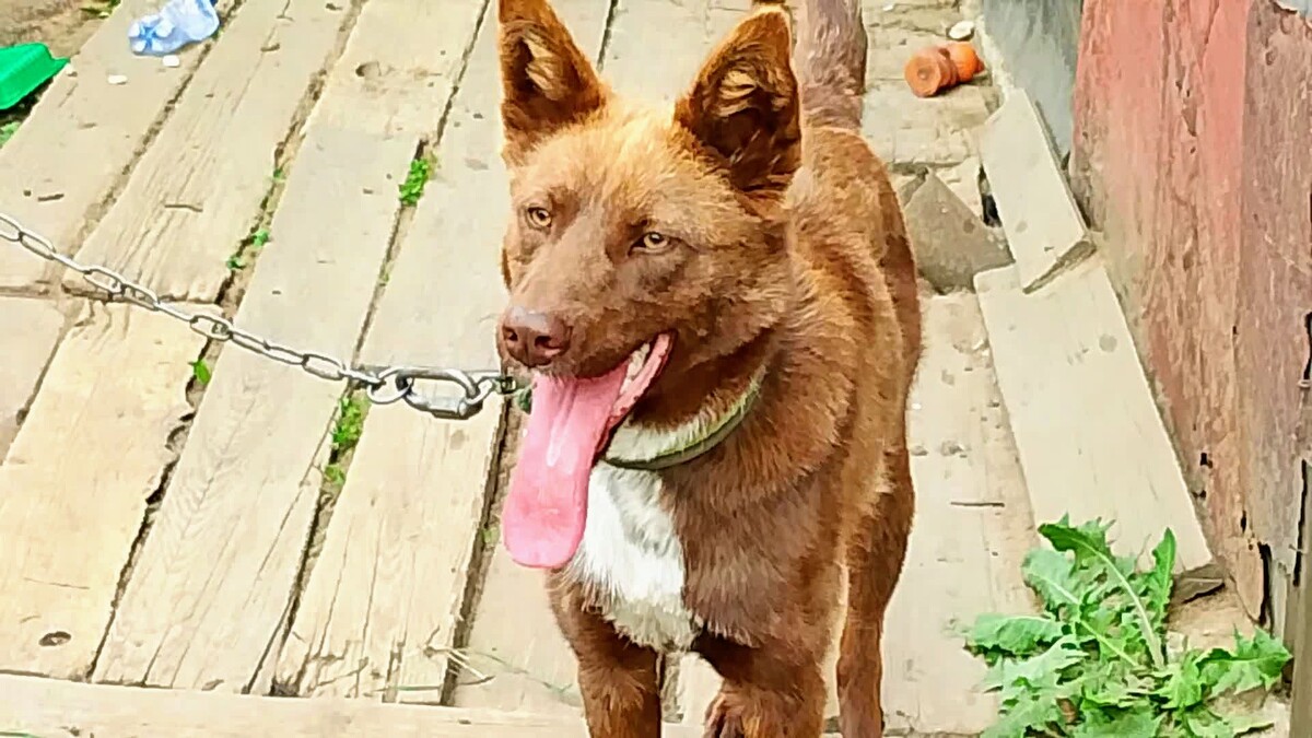 Миша в жару! Длиннее языка, я не видела!🤣