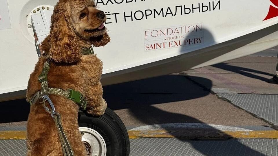     Источник: Оргкомитет экспедиции «Вызов Арктики»