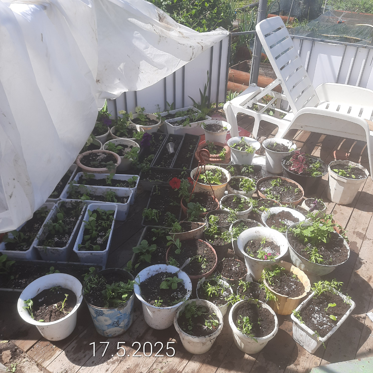 17 мая и стены то еще нет, просто посажены цветы на пмж)) 120 шт