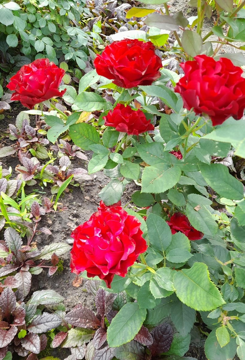 Омаж а Барбара, фото автора 