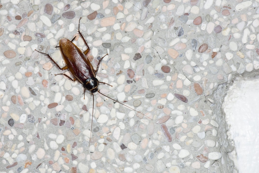    Фото © Wikipedia / LiCheng Shih