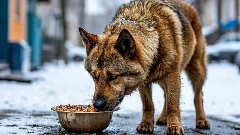 Внимание всем любителям животных