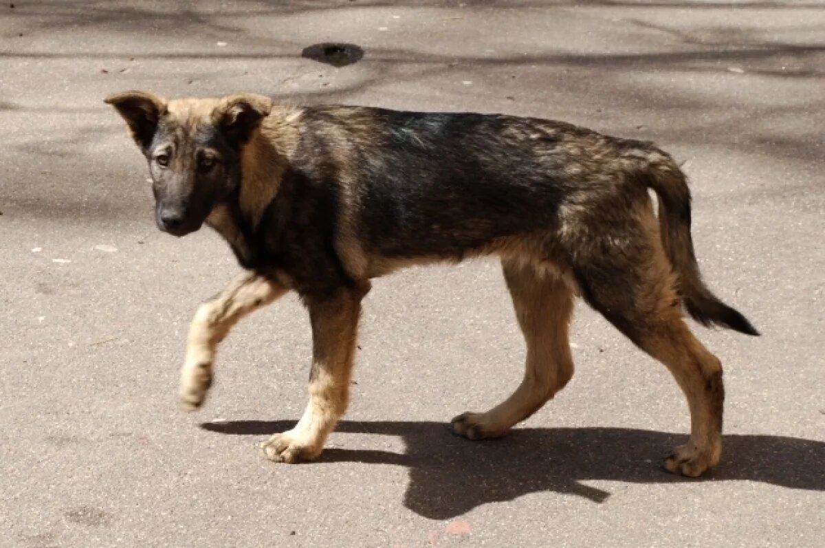   Бродячая собака набросилась на жительницу Воронежа и прокусила ей ногу