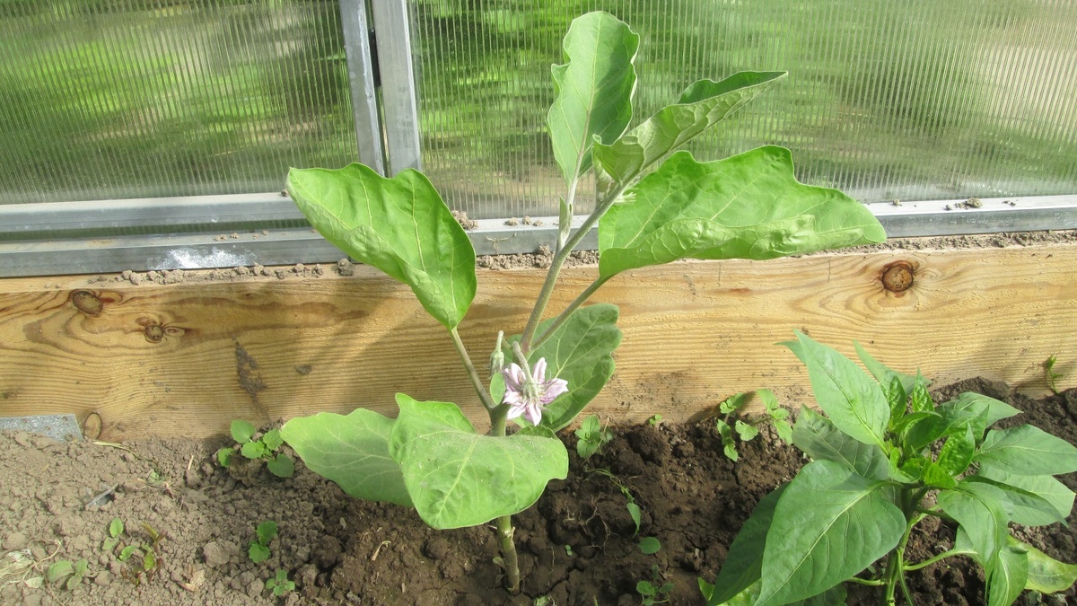 Формирование баклажана