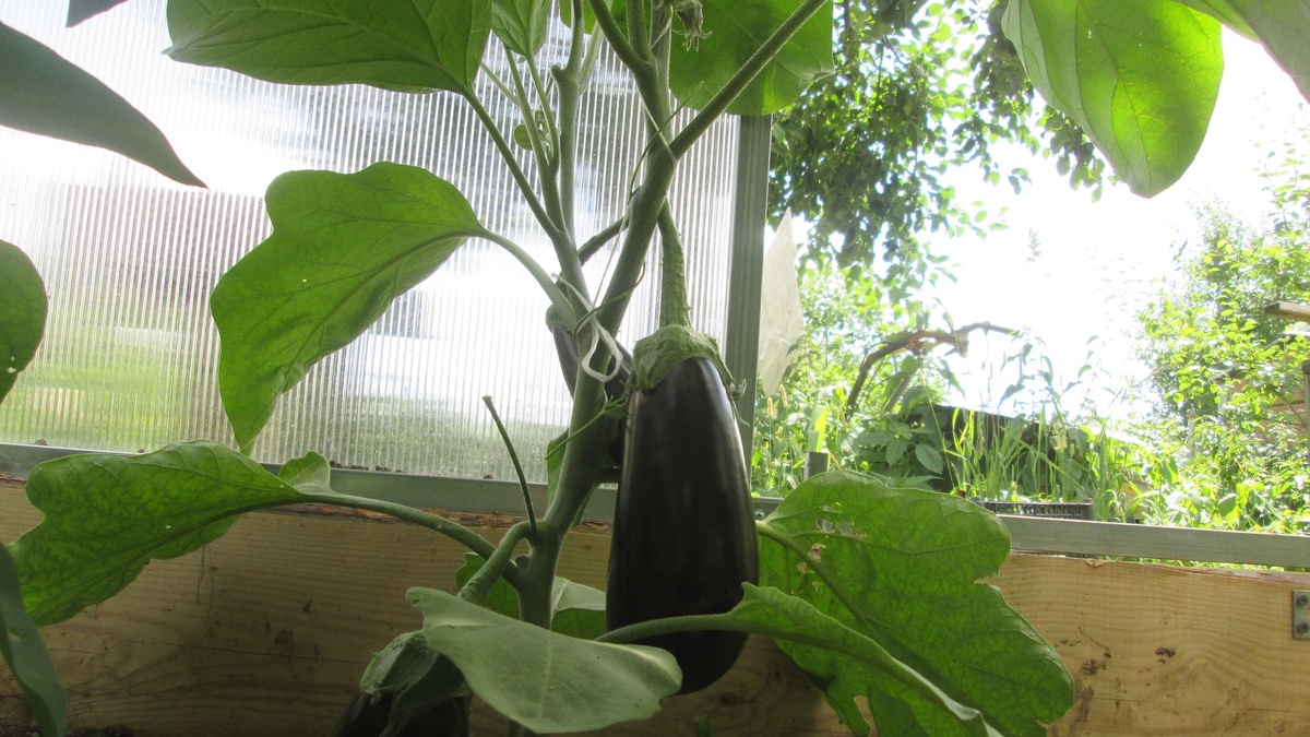 Баклажаны Эпик F1