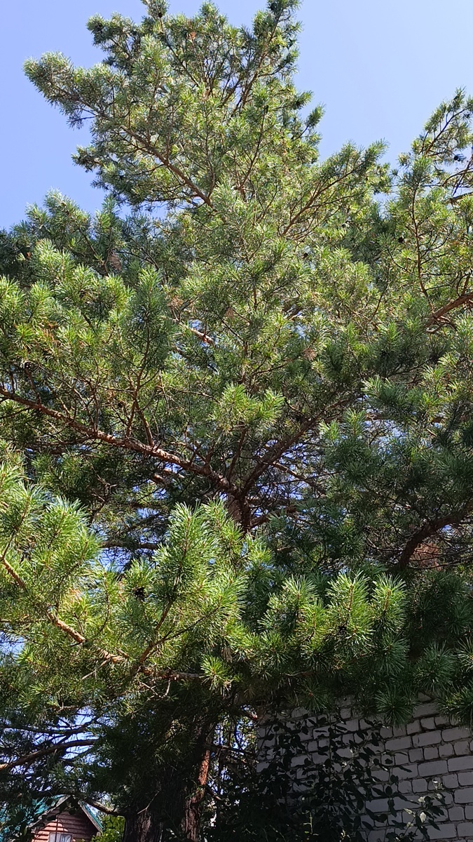 Моя любовь на новом участке. Может только из-за него я и купила.