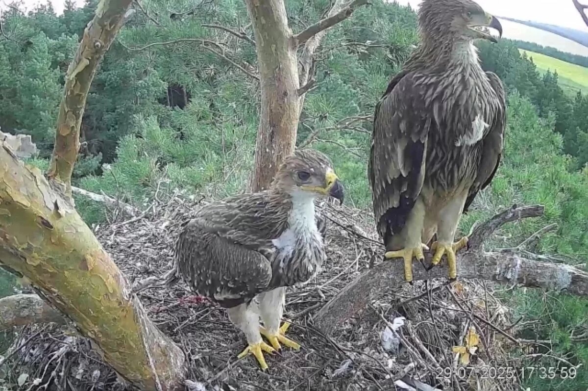    Сеня и Геля: птенцы солнечных орлов Белогора и Арбушки получили имена