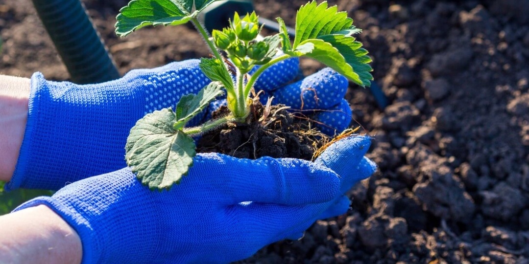 Правила посадки клубники/земляники садовой в августе