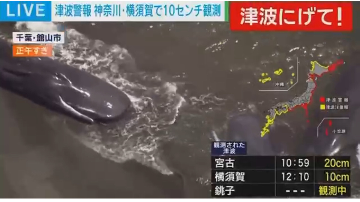 Трое китов выброшенных на побережье Японии