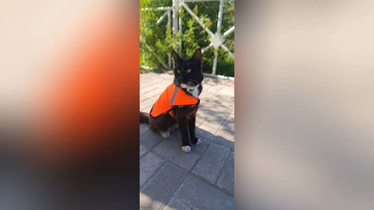    В Курской области ликвидатор мышей теперь гордо носит жилетку железнодорожника