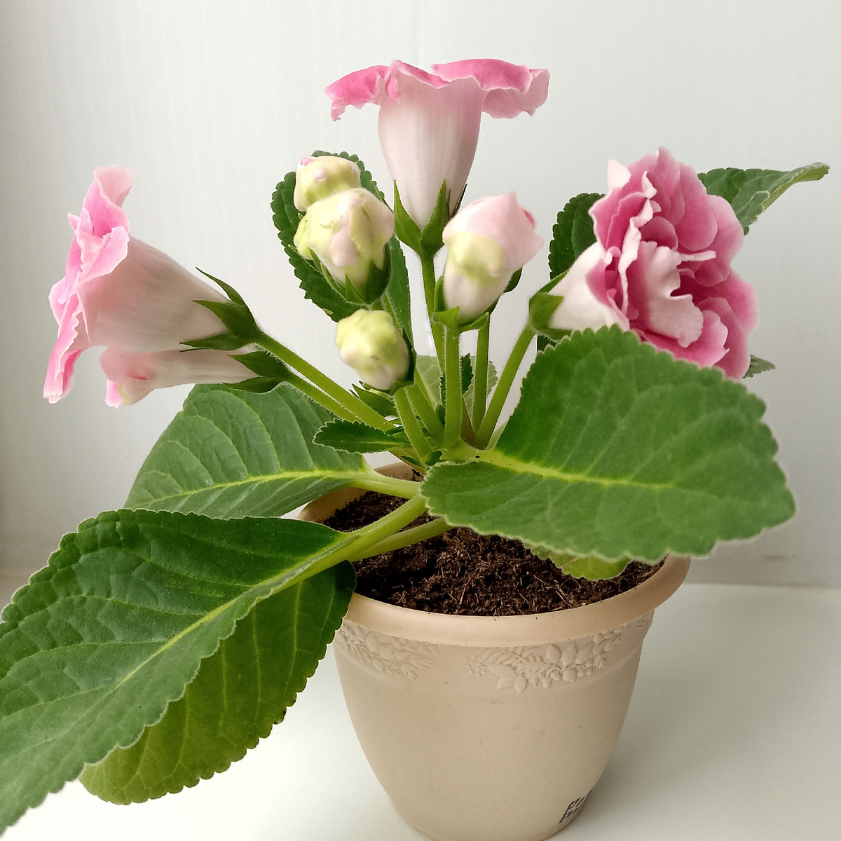 Фото автора канала Зелёное Царство