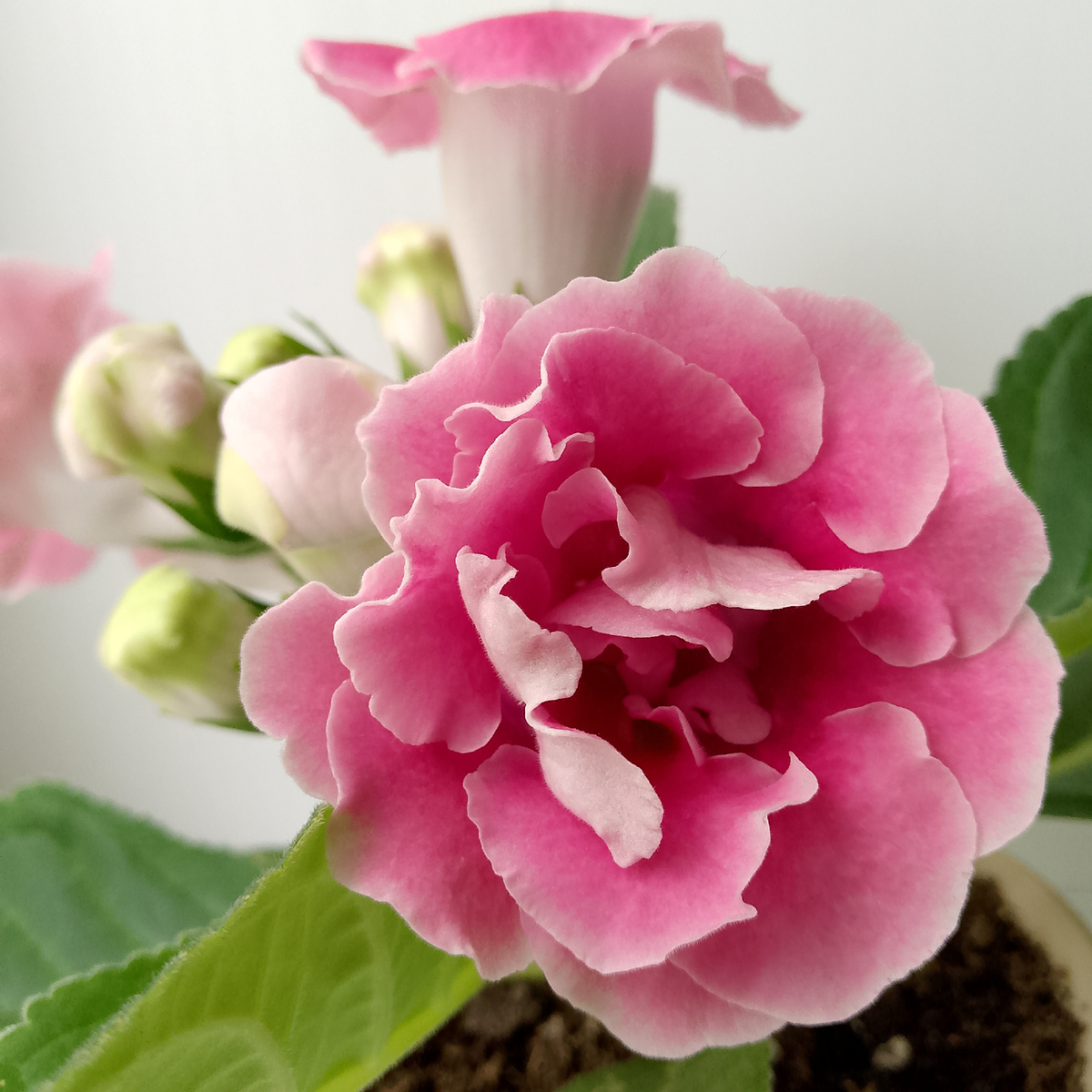 Фото автора канала Зелёное Царство