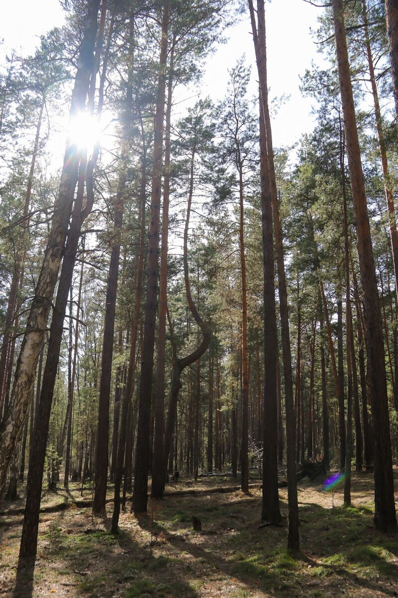    Лес. Источник: Виталий Барабаш