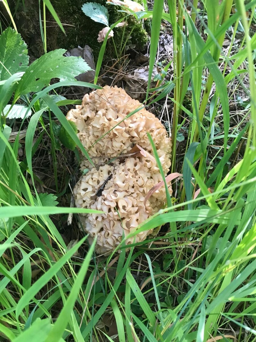    Гриб в виде кочана цветной капусты нашли в Алтайском крае. Источник: Грибы и Грибники Алтайского края / Vk.com