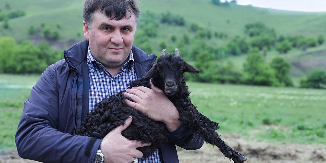 Халяльное мясо и сыр. История ингушского фермера, который построил козью империю в горах
