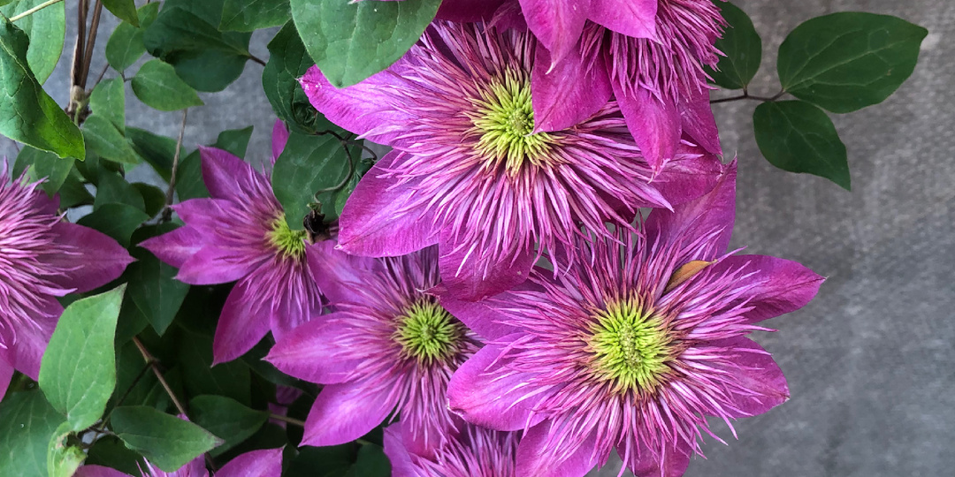 Клематисы в саду. Сегодня это будет «Кайзер» ( Kaiser)🌸🌸🌸