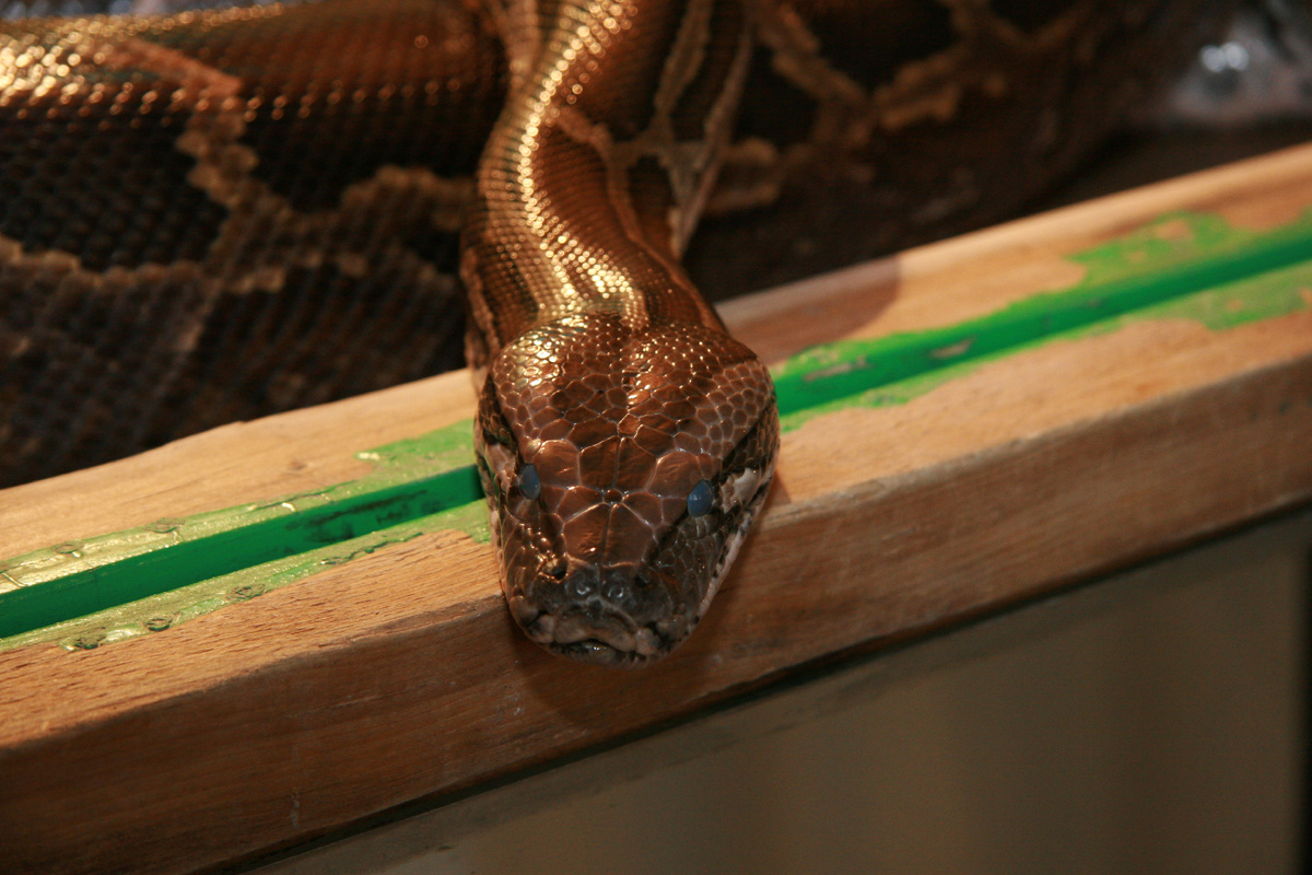 Змея пробралась в дом. Фото: Олег Укладов