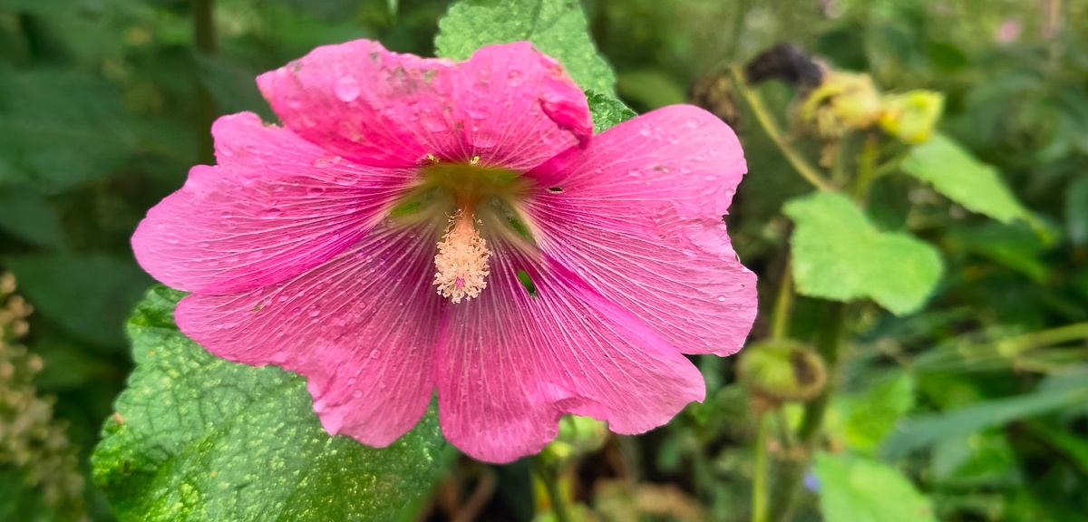 Чудеса там, где в них верят. И чем больше верят, тем чаще они случаются.  Дени Дидро