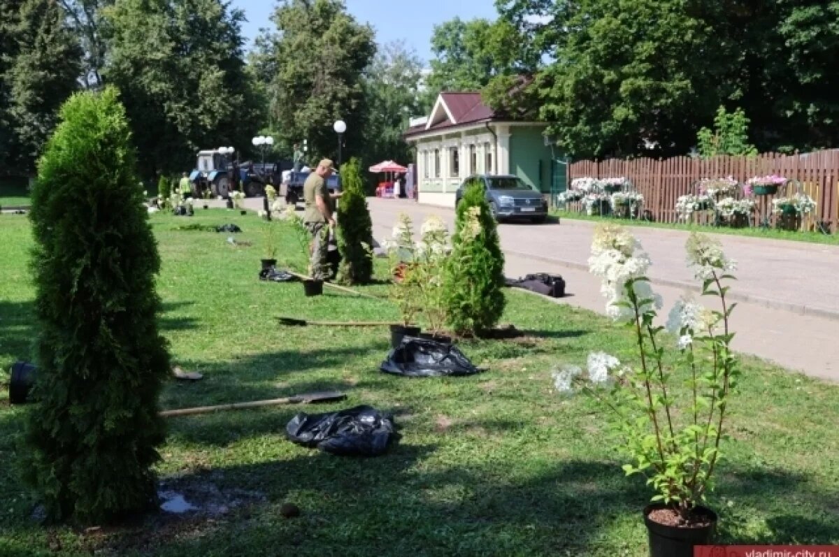    На Спасском холме во Владимире расцвели гортензии