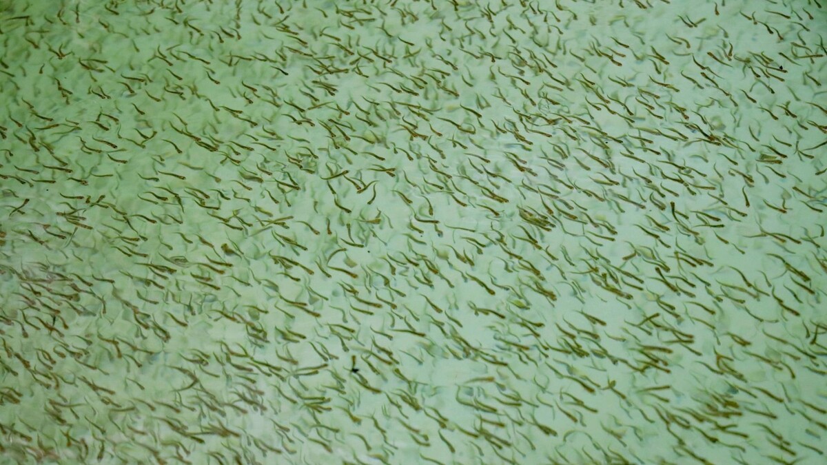    Фото: Василий Петров/«Ямал-Медиа»