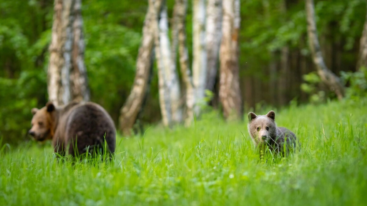    Фото: Branislav Cerven/Shutterstock/Fotodom