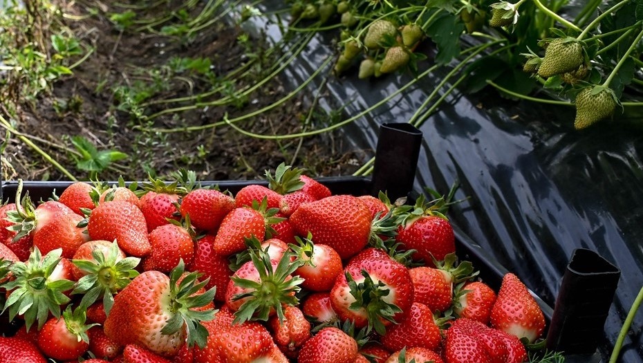    Сбор клубники. Иллюстрация. Автор фото: Игорь Онучин/ТАСС