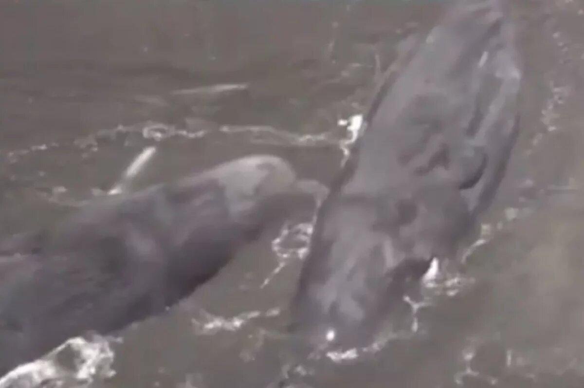    Mirror: китов выбросило на берег в Японии после землетрясения в России