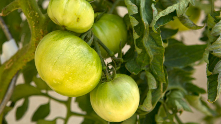 Сентябрь - время трудного выбора с недозрелым урожаем