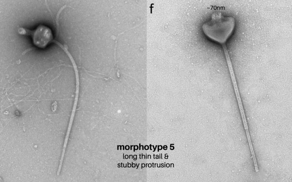     / Источник: biorxiv.org