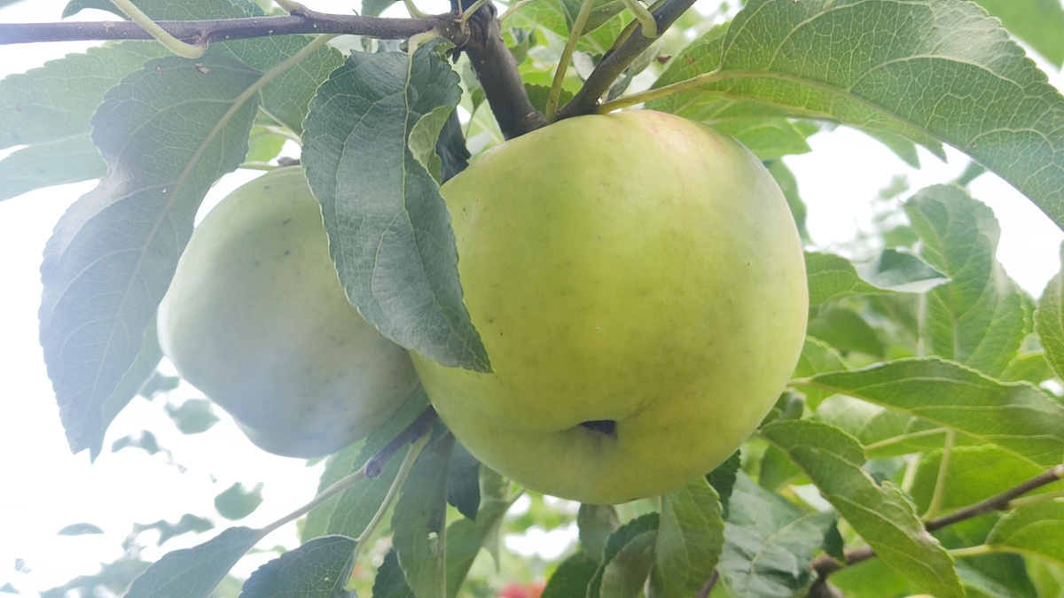 Лето в разгаре 🌞 пора накормить яблочки витаминами! 🍎🌿