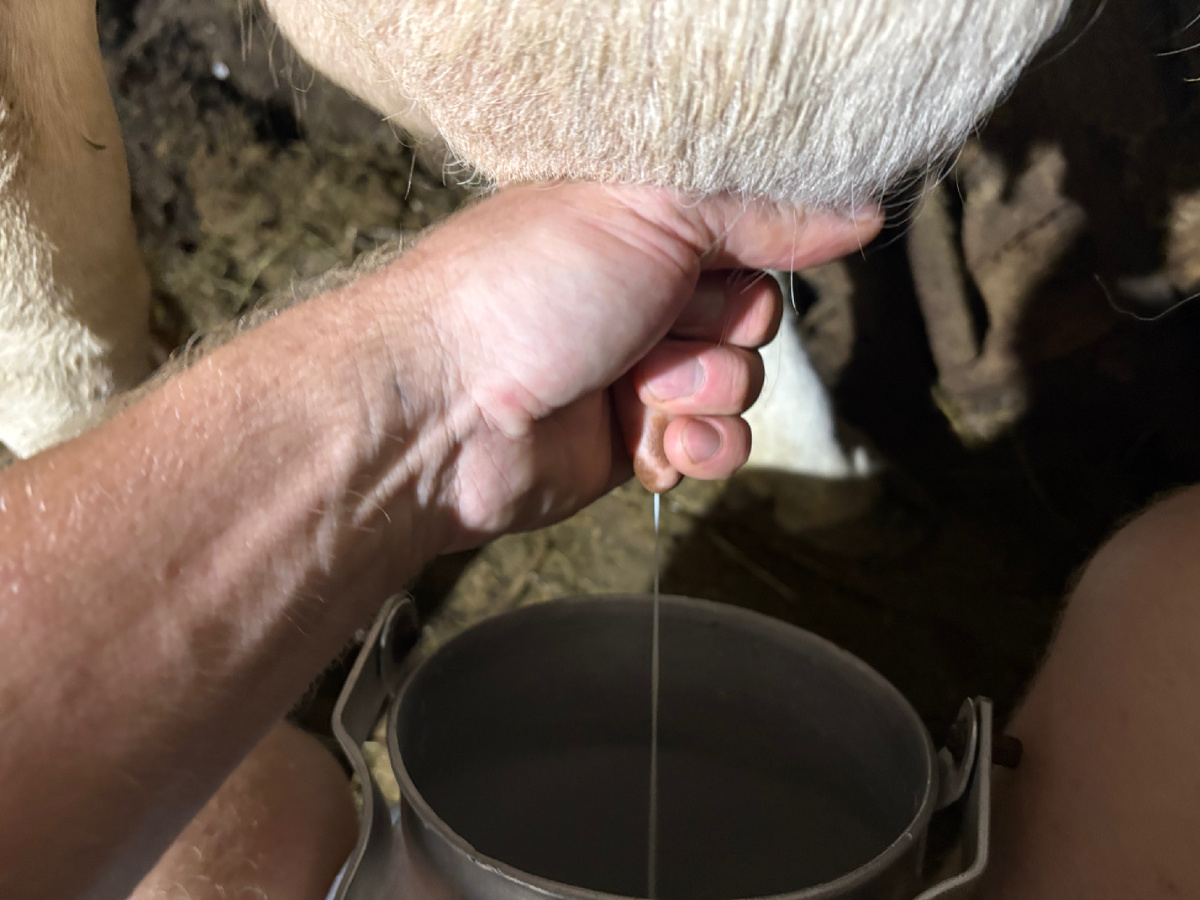 Доил вечером руками.