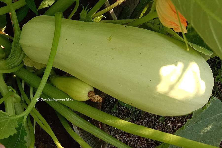 Возьмите средней кабачок до 20 см. в длину.