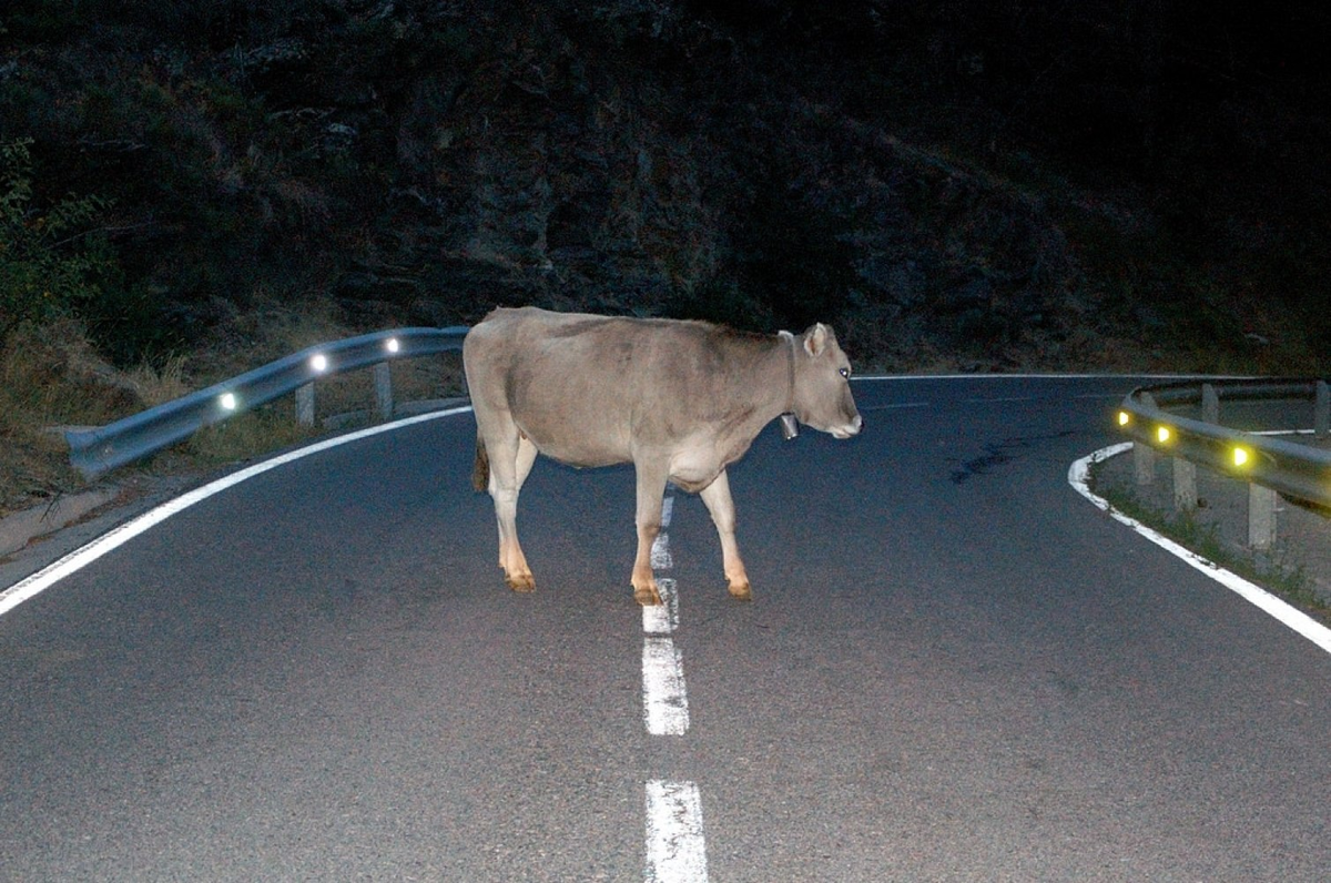 Одни называют меня домашним быком. Вторые — тёлкой. Третьи — коровой... Да кто я, наконец, такой?! 