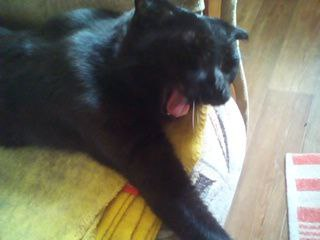 Шаня зевает)