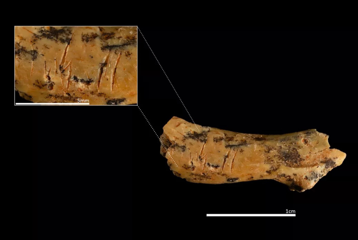 Позвонок ребёнка с порезами, ок. 850 тыс. лет, стоянка Гран-Долина, Испания