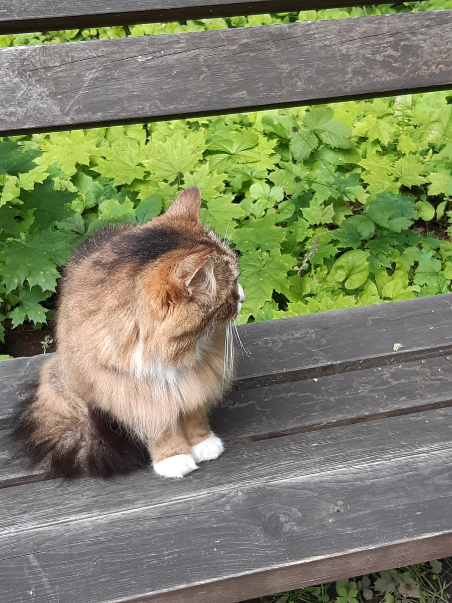 Местные жители