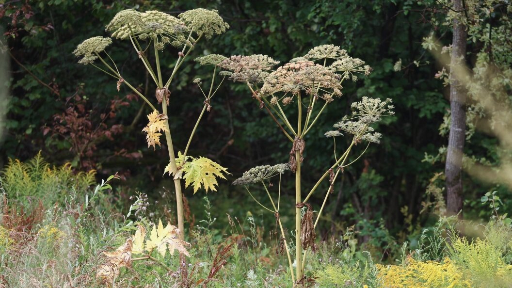    Petrov Sergey/news.ru/Globallookpress